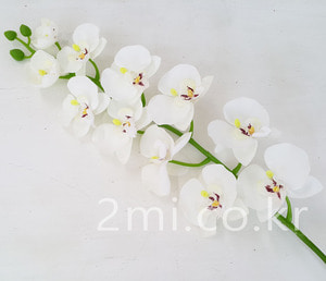 호접란-화이트 조화 꽃