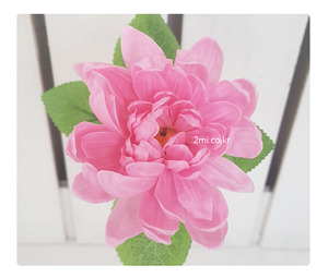 다알리아-핑크 비누꽃 조화